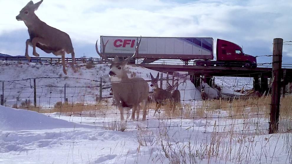 WGFD Progress deer underpass